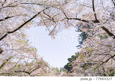 【青森県】弘前公園 ハートの桜 77664327
