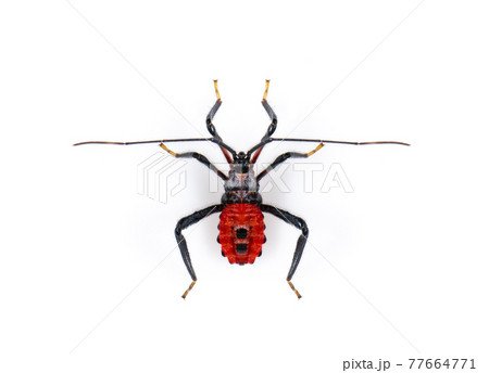Image of red assassin bug isolated on white background. Animal. Insect. Image of red assassin bug isolated on white background. Animal. Insect. 77664771