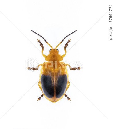 Image of Twin-spotted Beetle (Oides andreweisi) isolated on white background. Animal. Insect. Image of Twin-spotted Beetle (Oides andreweisi) isolated on white background. Animal. Insect. 77664774