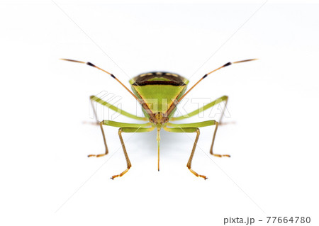 Image of green legume pod bug(Hemiptera) isolated on white background. Animal. Insect. Image of green legume pod bug(Hemiptera) isolated on white background. Animal. Insect. 77664780