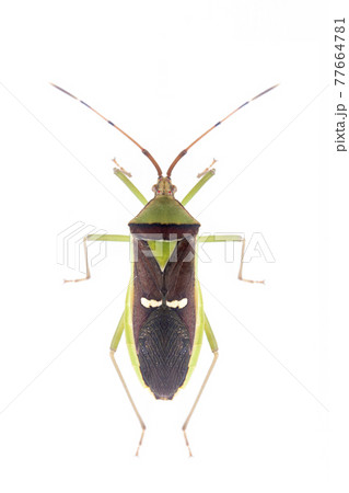 Image of green legume pod bug(Hemiptera) isolated on white background. Animal. Insect. 77664781