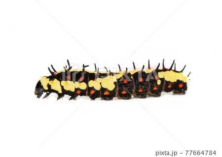 Image of caterpillars of common mime isolated on white background. Animal. Insect. 77664784