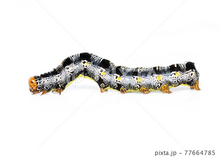 Image of caterpillar of moth isolated on white background. Animal. Insect. 77664785