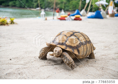 big green sea turtle on Phuket beach 77665050