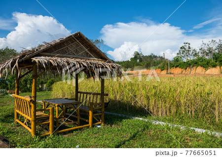 Bamboo cabin seat near paddy rice field Bamboo cabin seat near paddy rice field 77665051
