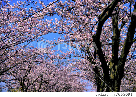 【神奈川】横須賀 久里浜 桜並木 【神奈川】横須賀 久里浜 桜並木 77665091