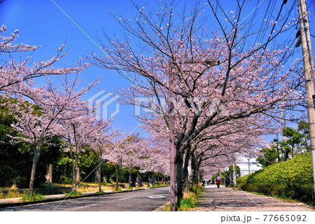 【神奈川】横須賀　久里浜　桜並木 77665092