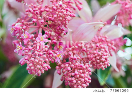 メディニラ・マグニフィカ 77665096