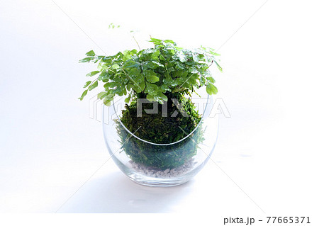 白を背景にアジアンタムを植え込んだ苔玉のテラリウム 白を背景にアジアンタムを植え込んだ苔玉のテラリウム 77665371