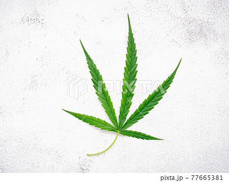 Fresh cannabis leaves  set up on white concrete background. 77665381