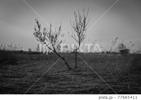 mother monochrome 77665411