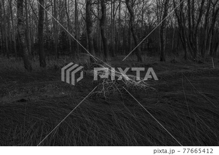 mother monochrome 77665412