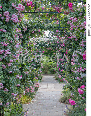 港の見える丘公園に咲く薔薇 港の見える丘公園に咲く薔薇 77665542