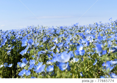 青空と満開のネモフィラの競演 77665774