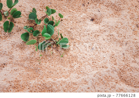 Beach Morning Glory or Ipomoea pes-caprae on the sand. Beach Morning Glory or Ipomoea pes-caprae on the sand. 77666128