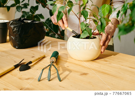 Young woman taking care of potted plant on wooden table Young woman taking care of potted plant on wooden table 77667065