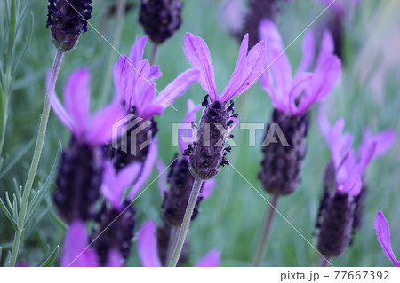 フレンチラベンダー 77667392