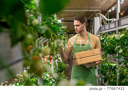 A man in apron and gloves holding box while picking up ripe strawberries 77667432