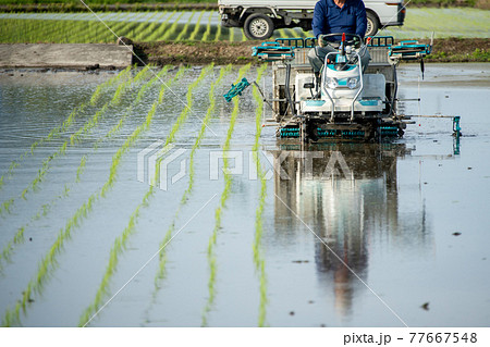 田植え 田植え 77667548