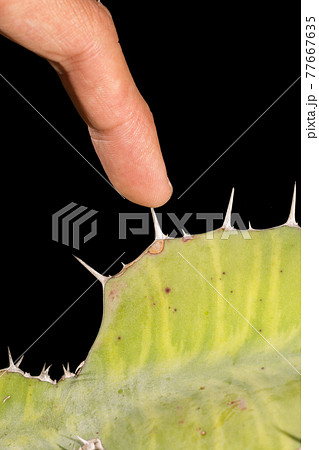Cactus and finger Cactus and finger 77667635