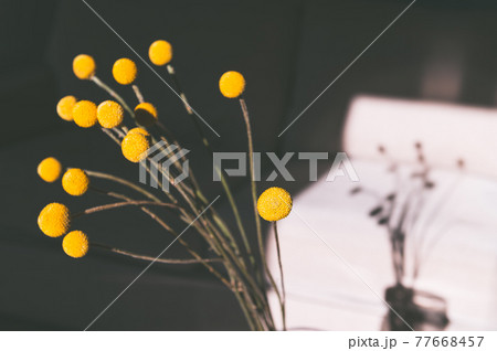 Craspedia globosa dry flowers Craspedia globosa dry flowers 77668457