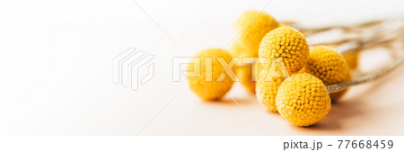 Craspedia globosa dry flowers Craspedia globosa dry flowers 77668459