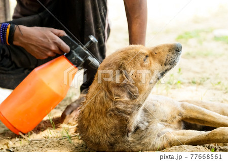 spraying for tick & flea for rescued dogs (ダニ・ノミ) spraying for tick & flea for rescued dogs (ダニ・ノミ) 77668561