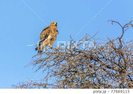 Wahlberg's Eagle in Kgalagadi transfrontier park, South Africa 77669115