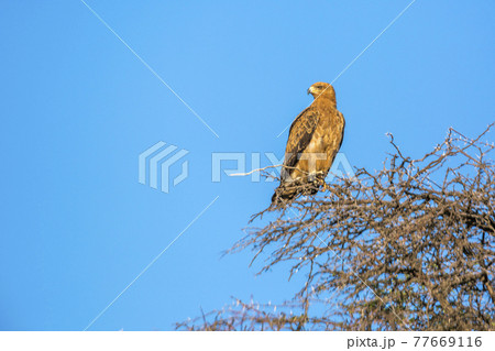 Wahlberg's Eagle in Kgalagadi transfrontier park, South Africa 77669116