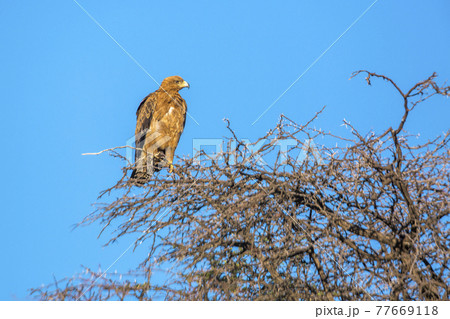 Wahlberg's Eagle in Kgalagadi transfrontier park, South Africa 77669118