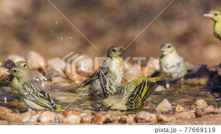 Village weaver in Kruger National park, South Africa in Kruger National park, South Africa 77669119