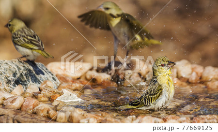Village weaver in Kruger National park, South Africa 77669125