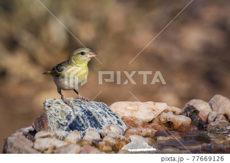 Village weaver in Kruger National park, South Africa 77669126