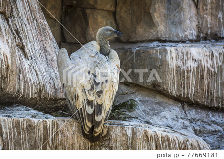 Vulpro rehabilitation center, South Africa Vulpro rehabilitation center, South Africa 77669181