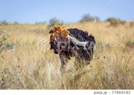 African Ostrich in Kgalagadi transfrontier park, South Africa 77669192