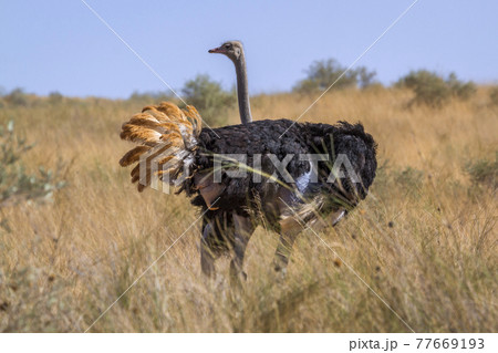African Ostrich in Kgalagadi transfrontier park, South Africa African Ostrich in Kgalagadi transfrontier park, South Africa 77669193