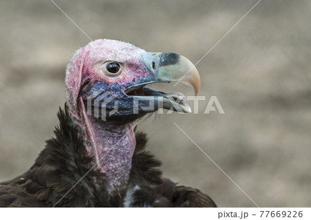 Lappet faced Vulture portrait isolated in natural background in Vulpro rehabilitation center South Africa 77669226