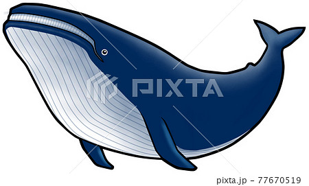 クジラのイラストのイラスト素材