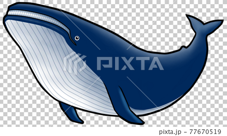 クジラのイラストのイラスト素材