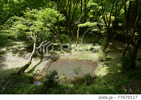新緑の鶏足寺 護摩堂前の池 滋賀県長浜市 新緑の鶏足寺 護摩堂前の池 滋賀県長浜市 77670527
