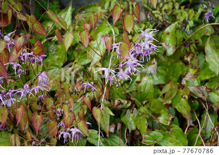 弘前公園の春　弘前城植物園 77670786