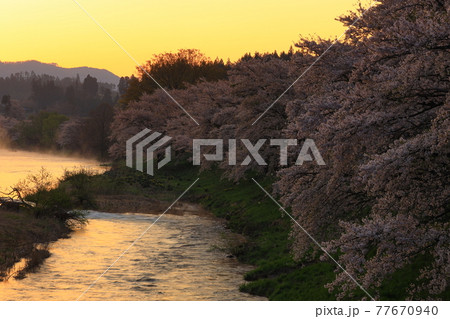 岩手県花巻市東和町 夜明けの桜並木 岩手県花巻市東和町 夜明けの桜並木 77670940