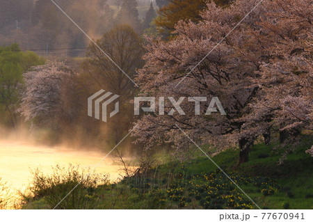 岩手県花巻市東和町 夜明けの桜並木の写真素材