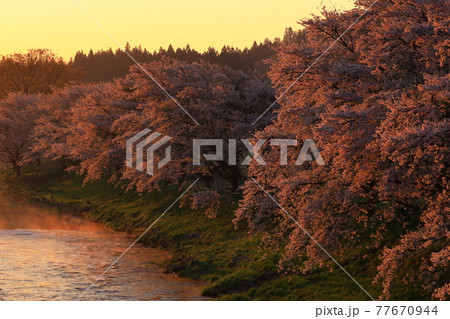 岩手県花巻市東和町 夜明けの桜並木 岩手県花巻市東和町 夜明けの桜並木 77670944