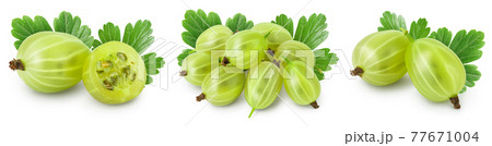Green gooseberry isolated on white background. Set or collection Green gooseberry isolated on white background. Set or collection 77671004