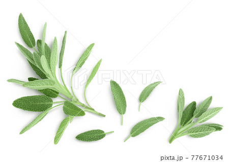 fresh sage herb isolated on white background with clipping path and full depth of field, Top view with copy space for your text. Flat lay 77671034