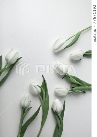 White tulips on white background, flatlay 77671192