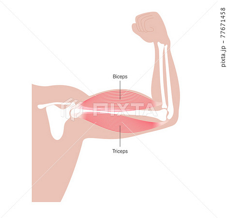 Biceps and triceps anatomy - Stock Illustration [77671458] - PIXTA