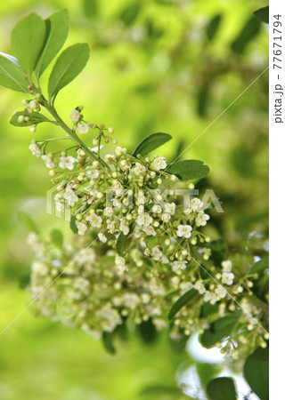 白く小さなイヌツゲの花 白く小さなイヌツゲの花 77671794