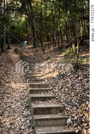 栃木百名山 大小山 登山ルートの風景 (登山道入口付近)栃木県足利市 冬 栃木百名山 大小山 登山ルートの風景 (登山道入口付近)栃木県足利市 冬 77672276